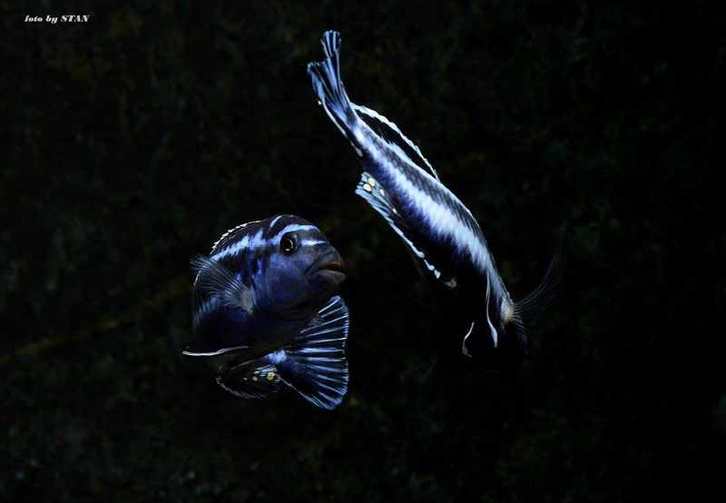 Pseudotropheus cyaneorhabdos 'Maingano Island'